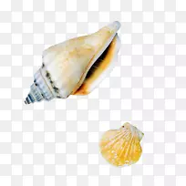 海螺生物贝壳