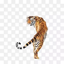 虎狗猫虎