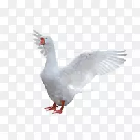 鹅家鹅鸟-鹅PNG图片