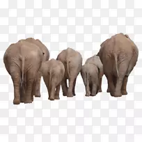 非洲灌木象印度象剪贴画-大象回来