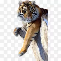 狮子美洲虎黑豹猫孟加拉虎虎