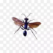 虫害防治-蚊虫照片