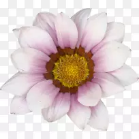 普通向日葵德兰菊-美丽的花朵图片材料，粉红色的非洲菊