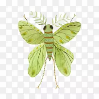 蝴蝶昆虫水彩画插图.绿蝇