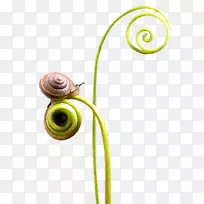 蜗牛螺旋贝壳-蜗牛
