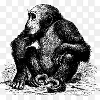 非洲猿黑猩猩象鼻猴-大猩猩载体