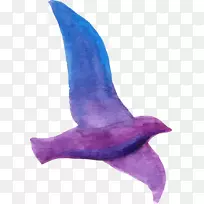 Adobe插画师-紫鸽