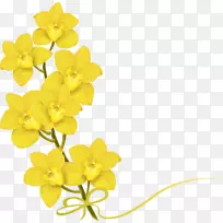 花黄色摄影-一束花