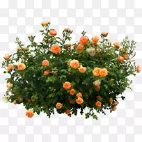 灌木花橙花园装饰