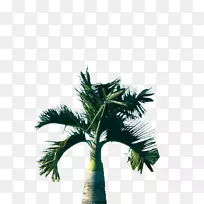 槟榔科椰子矮棕榈树
