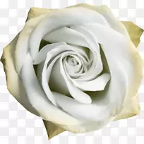 花园玫瑰、蜈蚣玫瑰、海滩玫瑰、白花、白玫瑰
