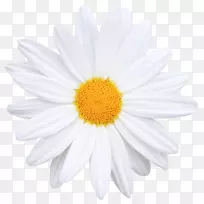 花一般雏菊图标-创意花束的花朵形象