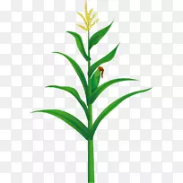玉米食品插图.黄色玉米树