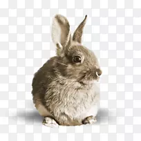 野兔咸鸭蛋棕色兔