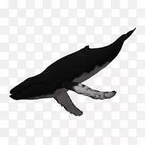 座头鲸三维计算机图形学.3d动物