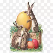 复活节兔子复活节明信片-复活节兔子金
