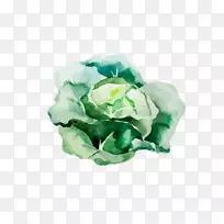 根菜水彩画插图绘制卷心菜