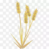 稻谷-大麦，水稻，大米，粮食