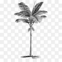 槟榔科树木剪贴画-椰子叶