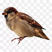 鸟窝麻雀真正的动物声音宠物麻雀