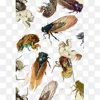 美术绘画版画插图各种昆虫苍蝇