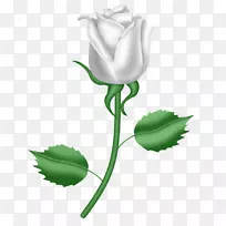 儿子的礼物上帝爱的孩子-一朵白色的玫瑰