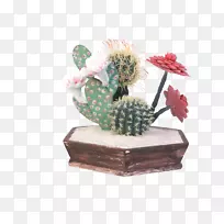 仙人掌科花盆植物-多刺梨