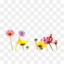 花卉设计黄色超凡雏菊墙纸-菊花