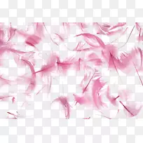 鸟羽毛质地墙纸.粉红色羽毛