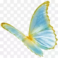 蝴蝶色-蓝色蝴蝶
