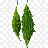 苦瓜葫芦苦味绿手绘花梨
