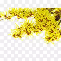 金缕梅(Hamamelis Virginiana Hazel)天然乔木植物