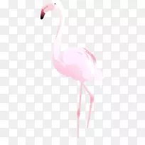 雪尼尼鸟鹅-粉红色天鹅