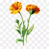 植物插图版画植物海报插图-菊花