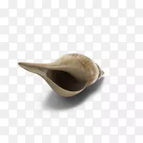 蛤蜊下载-郁金香壳