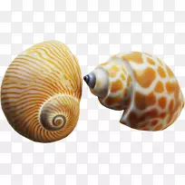 海鸥科海螺粉刷软体动物贝壳海螺