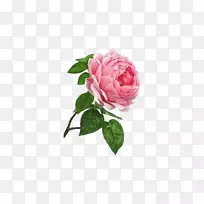 蔷薇多花水彩画花园玫瑰-无花果白玫瑰