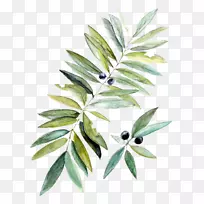 水彩画植物插图绘制蓝莓