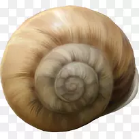 蜗牛卡拉科尔光景-棕色海螺