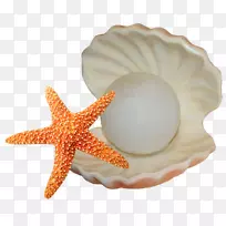 海星插图-海星和贝壳
