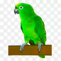 鹦鹉绿松石面亚马逊白色正面亚马逊黄冠亚马逊古巴亚马逊鹦鹉