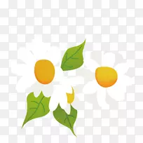 野菊花