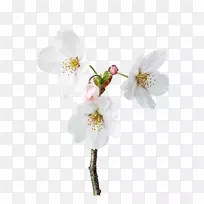 花瓣花卉设计-三种白色梨花花瓣图片材料