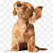 Dachshund斗牛犬宠物戴着耳机的小狗