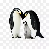 南极洲国王企鹅-三只企鹅