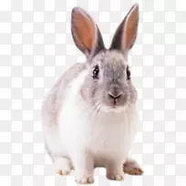 兔、兔