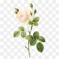 玫瑰花植物学插图白白玫瑰