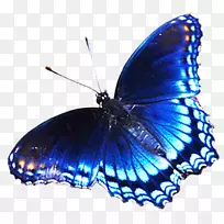 蝴蝶蓝色剪贴画-蓝色蝴蝶