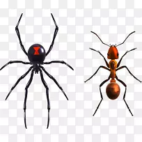 寡妇蜘蛛-免费插图-蜘蛛蚂蚁