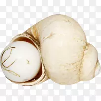 珍珠海螺珍珠